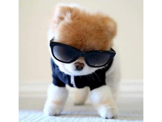 Es considerado uno de los perritos más longevos que existen, si le das los cuidados adecuados, estos viven de 12 a 15 años.