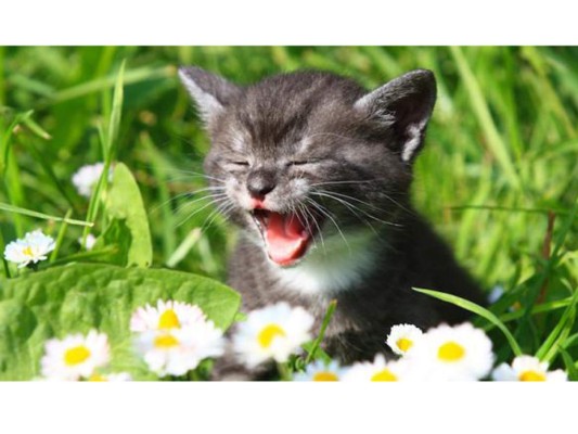Un gato casi nunca se comunica con un 'miau” con otro gato, este sonido solamente lo utiliza para comunicarse con los seres humanos.