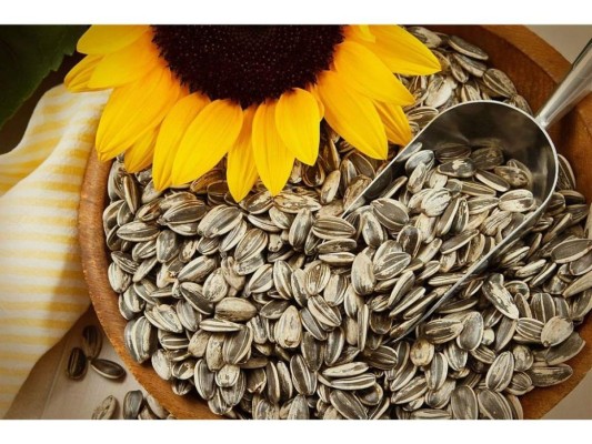 Semillas de girasol: Las semillas de girasol son un diferente tipo de comida que logra trabajar como un calmante de nervios y angustia.