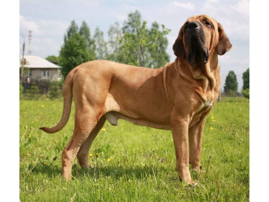 8. Fila brasileiro.