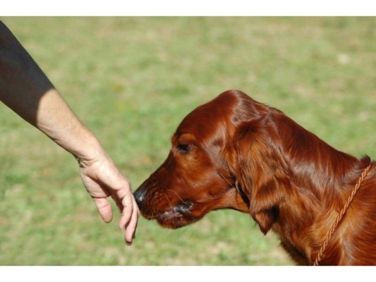 Los perros pueden descubrir si un humano padece ciertas enfermedades gracias a su olfato que es hasta diez mil veces superior al de las personas y saben perfectamente cómo huelen.