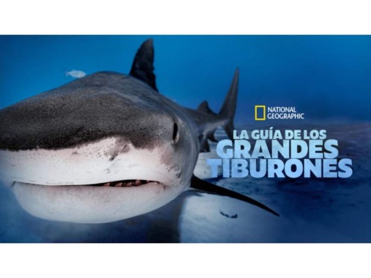 La guía de los grandes tiburones - a partir del 1 de enero.