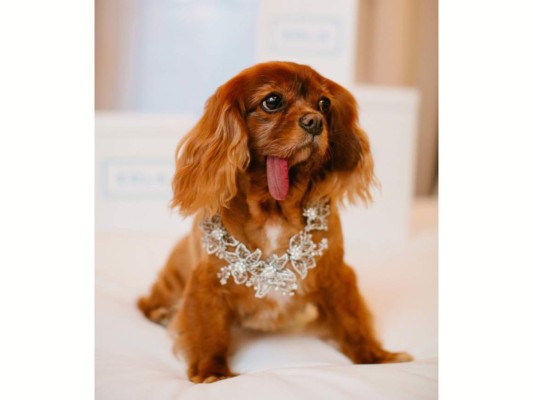 Perros, protagonistas de las bodas