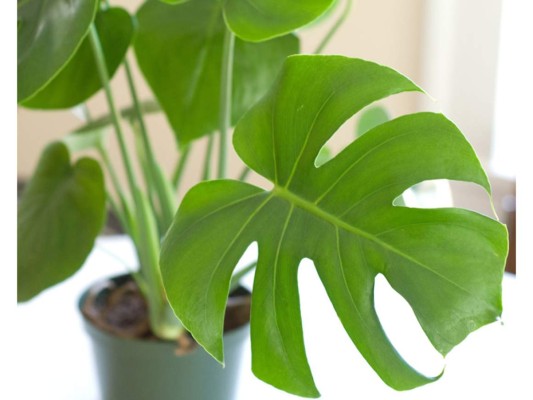 Cinco plantas que purifican el aire de tu casa