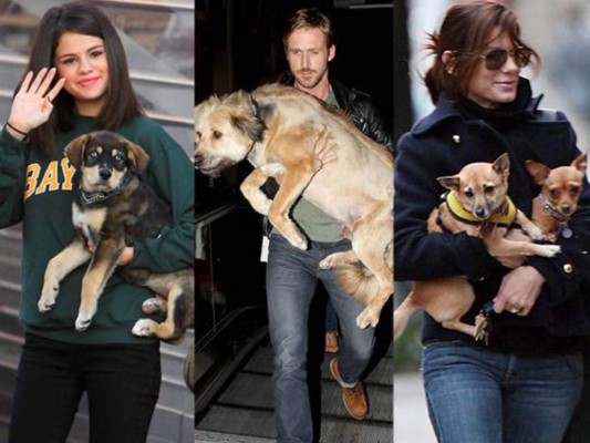 Las celebridades aman pasear con sus mascotas, pero sabías que hay una gran cantidad de artistas que han optado por adoptar y nunca comprar.Conoce 12 celebridades que han rescatado a sus mascotas.