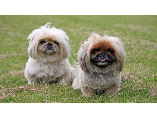 2. Pekinés.