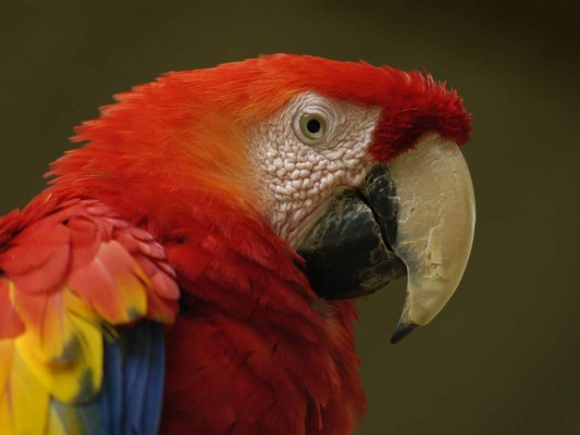 Aventura y ecoturismo en Honduras