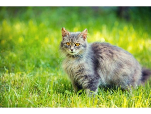 Toxoplasmosis<br/>La toxoplasmosis es una enfermedad causada por el parásito especialmente de los gatos. Algunos síntomas son: inflamación de los ganglios linfáticos, dolor de cabeza, fiebre, dolor muscular, dolor de garganta, etc.<br/>