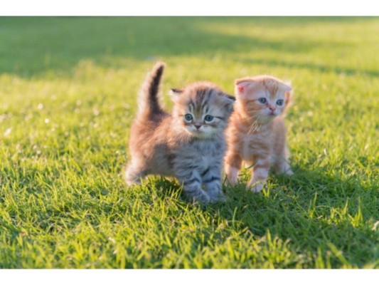 Enfermedad del arañazo de gato<br/>La enfermedad del arañazo de gato se produce por contacto directo a causa de un arañazo especialmente las crías del gato. Algunos síntomas son los siguientes: aparición de protuberancias o ampollas en el sitio de la lesión, inflamación de los ganglios linfáticos, malestar general, fatiga y, en ocasiones, fiebre.<br/>