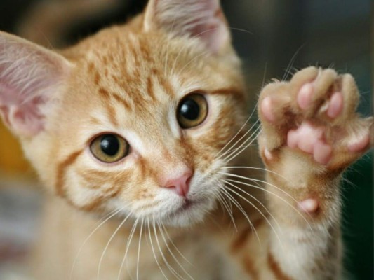 ¿Cat lover? Los gatos macho tienden a usar su pata izquierda como dominante.