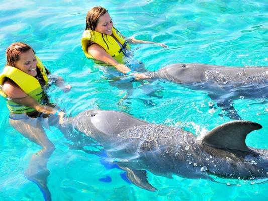 9. Nadar con delfines en Roatán. ¿Acaso hay alguien que no ame los delfines? En Roatán podrás disfrutar del charm de estos adorados animales, justo en Anthony’s Key Resort, donde han sido cuidadosamente entrenados para que puedan nadar con los visitantes.Todos los días hay un pequeño espectáculo donde los mamíferos acuáticos más inteligentes nos demuestran sus habilidades y acrobacias. Un entretenimiento ideal para toda la familia!