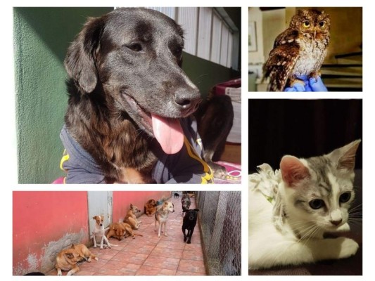 Organizaciones hondureñas de rescate animal que debes apoyar