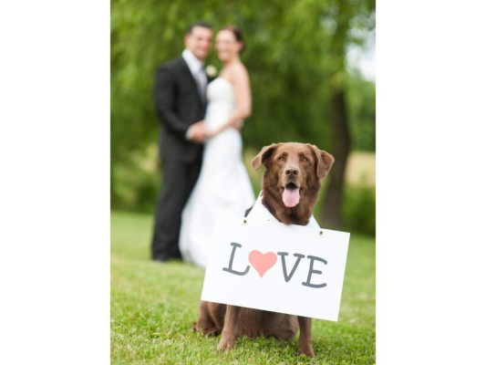 Perros, protagonistas de las bodas