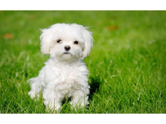 Rabia<br/>La rabia es una enfermedad transmitida por perros, gatos y roedores. Algunos síntomas son salivación excesiva, alucinaciones, insomnio, parálisis facial, fiebre, vómitos, confusión, hiperactividad.<br/>