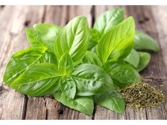 Albahaca<br/>Las hojas de esta planta ahuyentan a los mosquitos y alivia el picor, para usarlo como repelente prepara una infusión y cuando ya esté fría úsalo sobre tu piel.<br/>