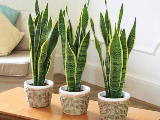 Plantas decorativas que purifican el ambiente