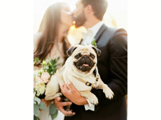 Perros, protagonistas de las bodas