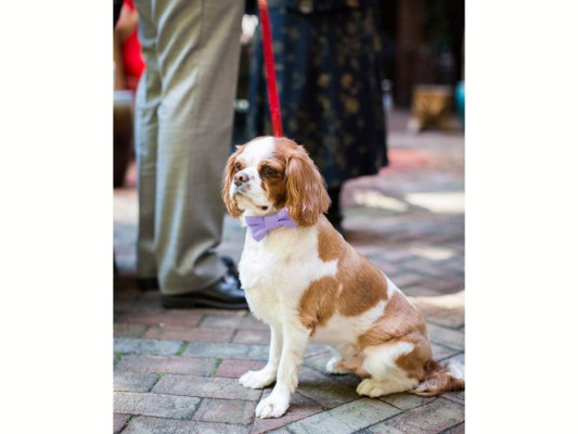 Perros, protagonistas de las bodas