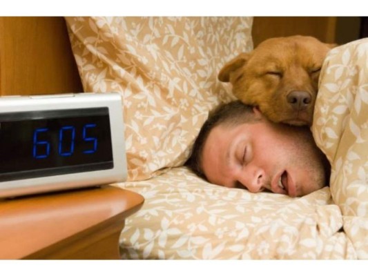 En qué cama duerme. Si no le dejas dormir en tu cama siempre eligen estar cerca demostrando el apego y la lealtad que posee hacia ti sobre el resto de personas de la familia.