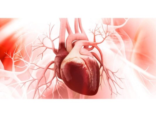 Nos permiten tener un buen funcionamiento del corazón, de los pulmones y de los riñones.
