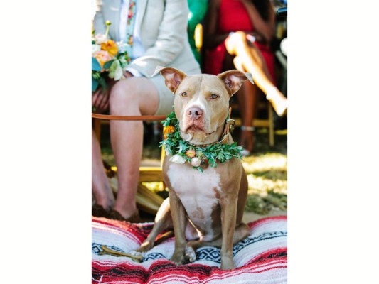 Perros, protagonistas de las bodas