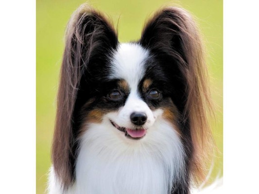 Tiene dos perros papillones de grandes orejas, Bowie y Jonathan.