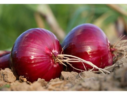 Cebolla<br/>Contiene propiedades antioxidantes y antimicrobianas, la principal razón de que sea una de las alternativas más importantes.<br/>
