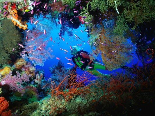 El arrecife coralino de Roatán está en peligro (y debemos salvarlo)