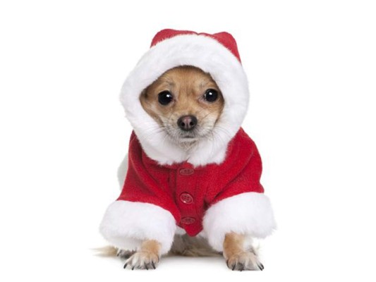 Ideas para vestir a tu mascota en Navidad