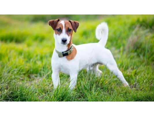 Hidatidosis<br/>La hidatidosis es una enfermedad causada por perros. Algunos síntomas son esputo con sangre, tos y dolor en el pecho; si es en el hígado, dolor abdominal e inflamación del abdomen.<br/>
