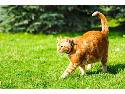 Tiña<br/>La tiña es una enfermedad provocada por un hongo que se puede transmitir especialmente de los gatos ya que son los portadores más comunes. Algunos síntomas son los hongos que afectan la piel.<br/>