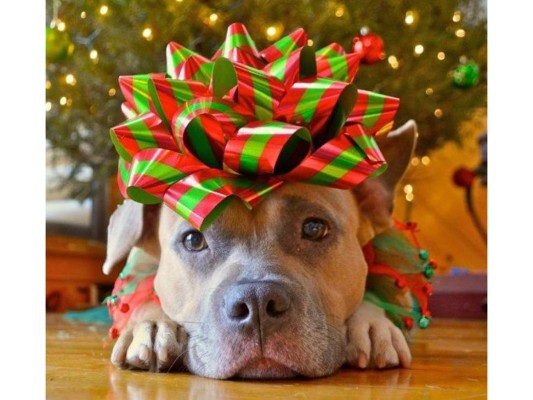 Ideas para vestir a tu mascota en Navidad