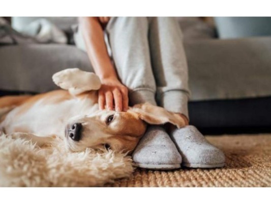 La mascota que se apoya en ti demuestra una profunda unión, pues nuestro perro siente que a tu lado está protegido y a salvo.