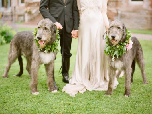 Perros, protagonistas de las bodas