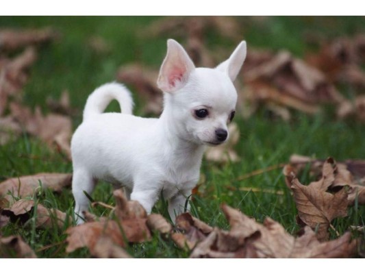 1. Chihuahua.