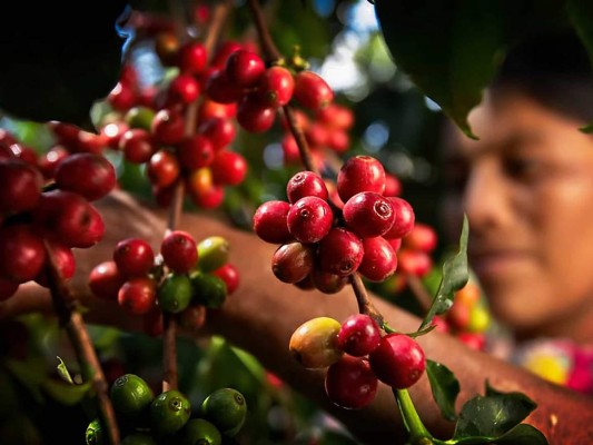 15. Coffee tour en Copán. El café hondureño está en su mejor momento. Vive la experiencia completa desde su cultivo hasta que se sirve en una humeante taza a través de un paseo inolvidable por una de las fincas más emblemáticas del país: Santa Isabel en Copán. El coffee tour en esta finca ubicada a tan solo 30 minutos de Copán Ruinas, te permitirá conocer todo el proceso relacionado con el cultivo, beneficiado y procesamiento del café. En la finca, donde se cultiva el Café Welchez, tendrás además la oportunidad de observar aves, mariposas, fauna, árboles y hierbas medicinales propias de la selva tropical hondureña.