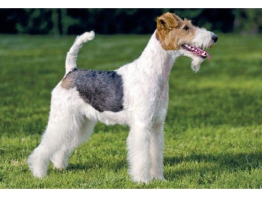7. Fox terrier.