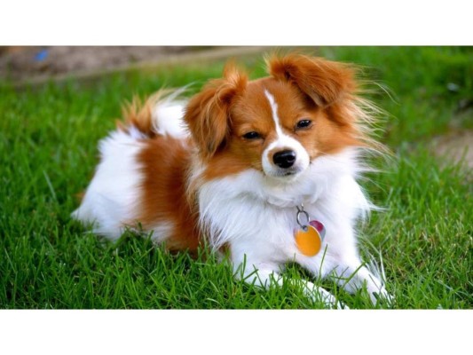 Toxocariasis<br/>La toxocariasis es una enfermedad trasmitida por el perro por culpa del “Toxocara canis” y del gato por la “Toxocara cati”. Algunos síntomas es pérdida de visión.<br/>