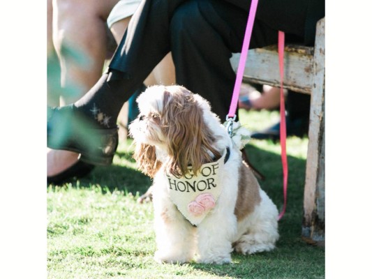 Perros, protagonistas de las bodas