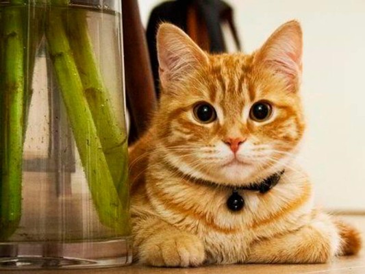 Los gatos siempre suelen ser bastante pequeños, sin embargo tiene más huesos que un ser humano, ellos poseen un total de 230 huesos, en comparación con los humanos que tenemos 206.