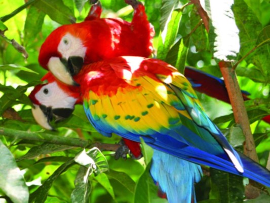 Macaw Mountain Bird Park & Nature Reserve: La 'montaña de aves' alberga a más de 300 especies de aves, algunas en peligro de extinción. Podrás tomarte fotografías con las guacamayas y tucanes, ¡Una experiencia inigualable! Con tu entrada estás apoyando este refugio que ayuda a proteger a varias especies