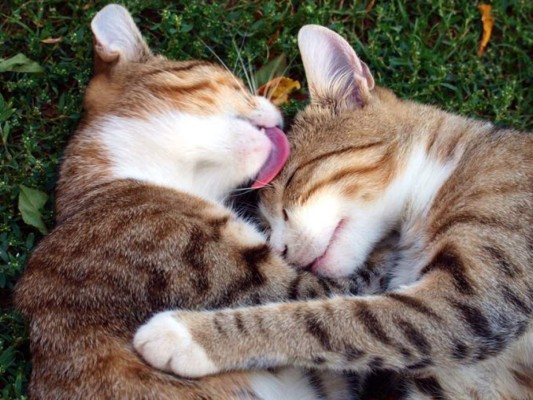 Cuando un gato te lame (las manos, la cara o el pelo) debes tomarlo como un gran cumplido, ya que está acicalándote como si fueras uno de los 'suyos'.