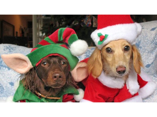 Ideas para vestir a tu mascota en Navidad