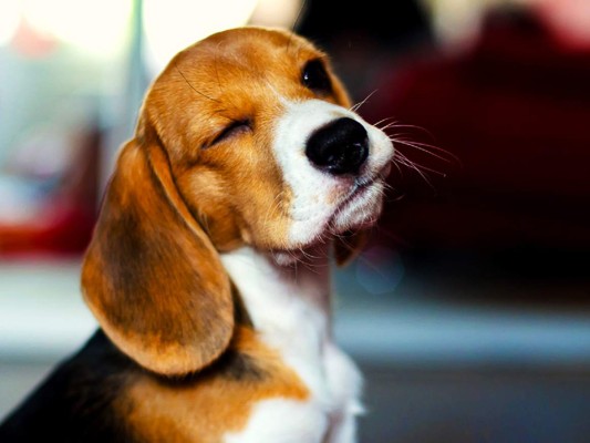 Los caninos son el compañero perfecto, con sus lindos ojos y patas peludas hacen que nuestros días sean mucho mejores. Incluso se ha demostrado que tener un perro de compañía baja los niveles de estrés en el cuerpo. Por eso te traemos 10 datos curiosos sobre ellos