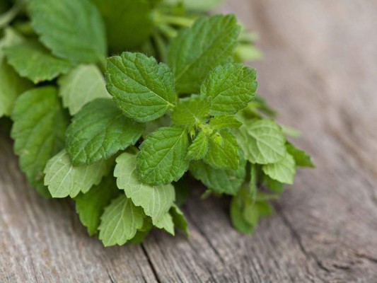 Té de menta
