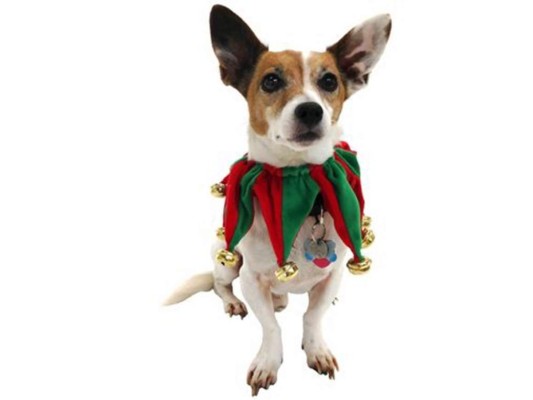 Ideas para vestir a tu mascota en Navidad