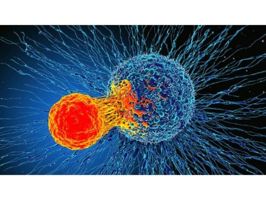8. Previene el cáncer.<br/>Sus antioxidantes son muy beneficiosos para la prevención de diversos tipos de cáncer.<br/>
