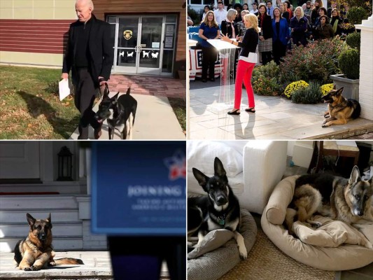 Champ y Major, las nuevas mascotas presidenciales