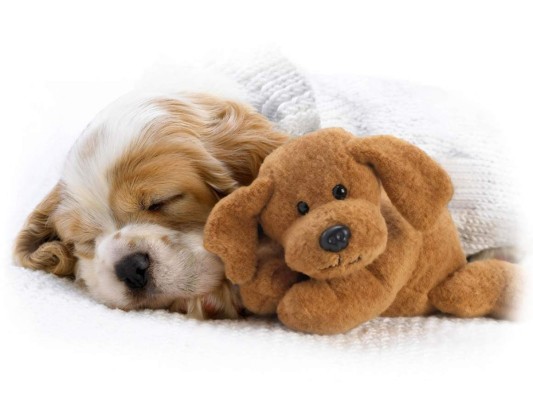 <br/>#9 Encuentra el lugar ideal para que tu mascota descanse<br/><br/>Expertos en el estrés afirman que dormir con una mascota puede interrumpir el sueño, pero estudios han demostrado que tu amigo en realidad podría ayudarte a dormir mejor. Todo depende de qué tipo de soñador eres. Si tiendes a despertarte fácilmente cuando duermes con tu mascota, será mejor que lo dejes fuera del cuarto.