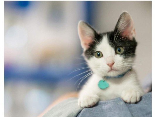 Todo lo que tienes que saber sobre las patitas de los gatos